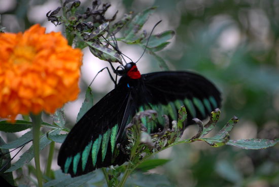 ... und wunderschoene Schmetterlinge