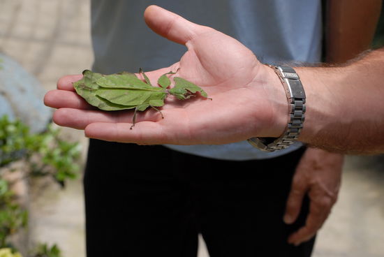 Ein Blattinsekt ... wuerde ich jetzt zwischen gruenen Blaettern nicht erkennen