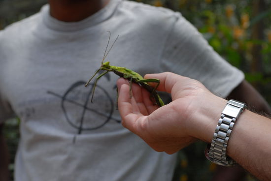 Eine Riesenheuschrecke