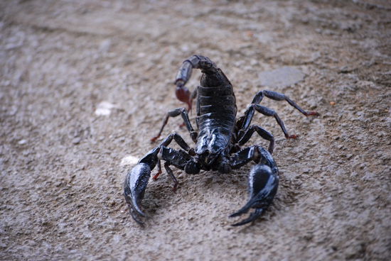 Skorpi wollte nicht zu mir auf die Hand ... Feigling !!!