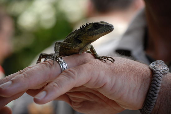 Das Chamaeleon hat sich jetzt wieder ganz wohl gefuehlt