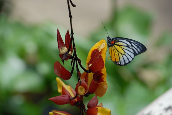 Schmetterling mit Orchidee ...