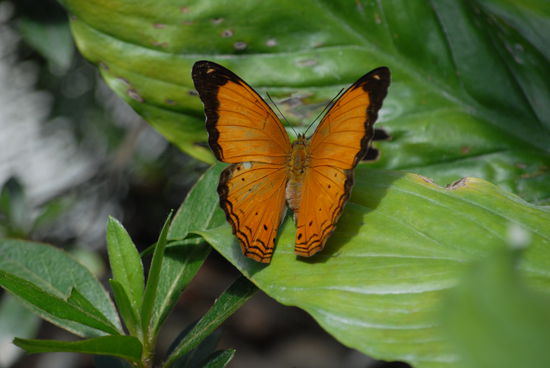 ... und nochmal einer