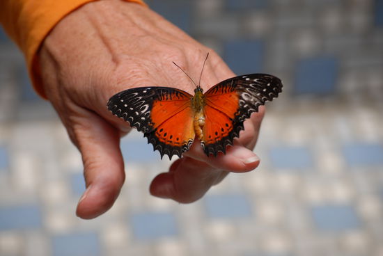 Ruckizucki war der gezaehmt ... und sass brav aufs Haendchen
