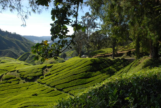 ... und nocheinmal Teeplantage