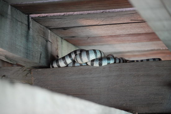 Da schlaeft se noch ...