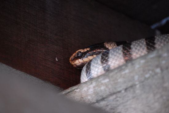 ... halt, wer da... ? Gib Ruhe da unten, Fremdling. Sonst werd ich bissig!