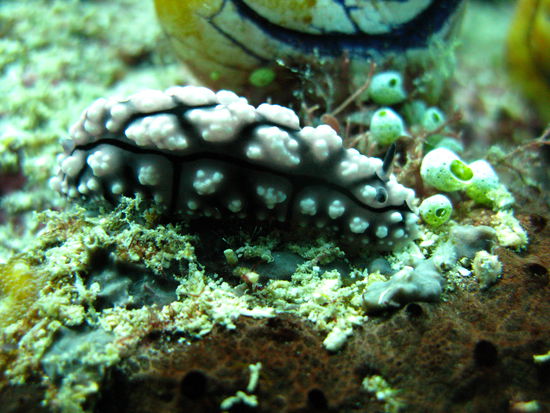 Wie der heisst, weiss ich nicht