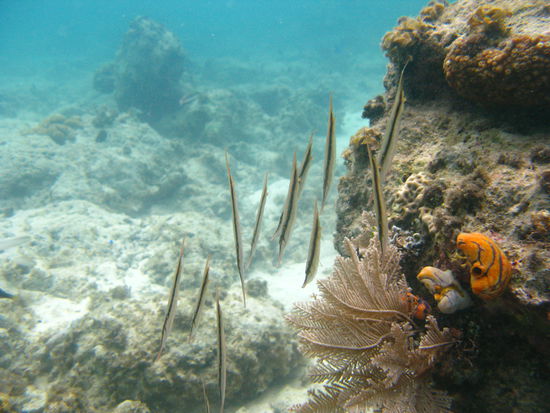Die probieren den Paarlauf