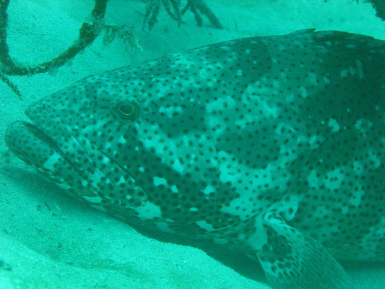 Dicker Brocken, wuerde ich sagen