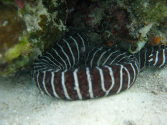 Eine hochgiftige Sea-Snake