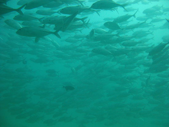 Mitten in einem Schwarm Barracudas