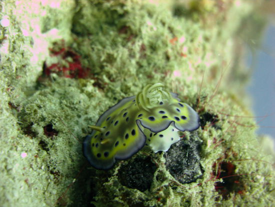 Wieder eine Schnecke