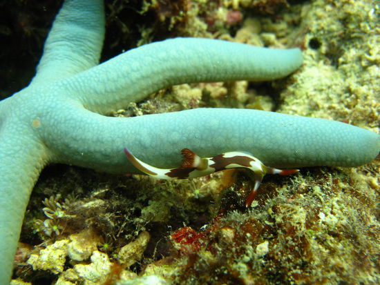 Stern mit Anhaengsel