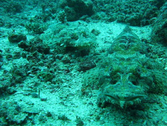 Crocodile-Fish I