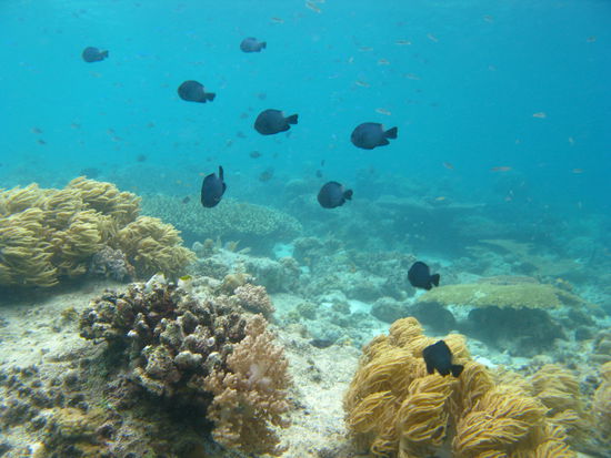 Unterwasserimpressionen