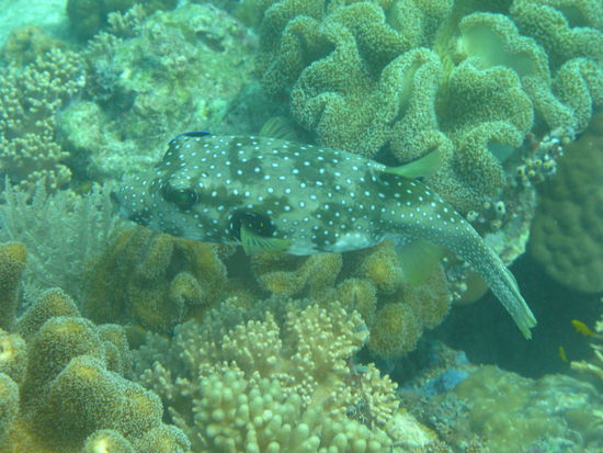 Netter Bursch, oder ?