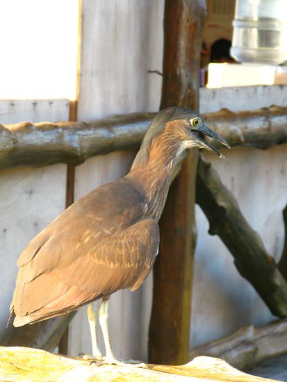 Ein Mitbewohner unseres Ressorts