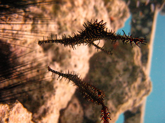 ... und im Doppelpack