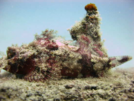 Ein ganz ein Huebscher