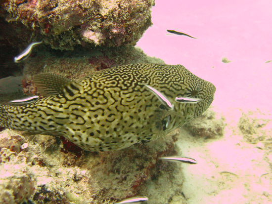 gestreift oder getigert ???