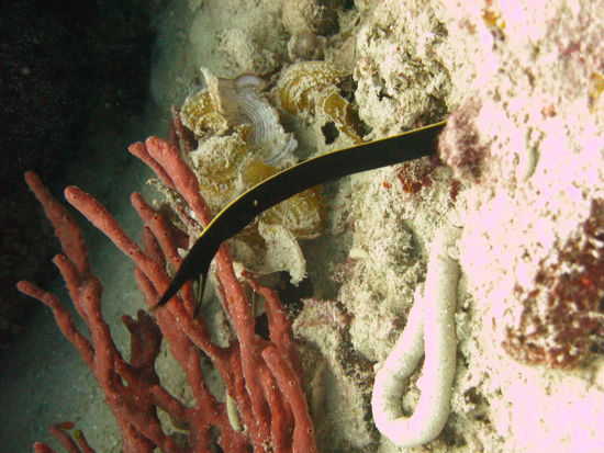 Kaum aus dem Loch heraus, schon bissig...