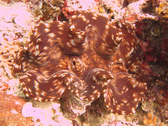 Und eine richtig grosse Muschel