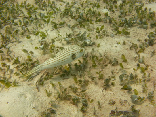 Ein Wasweissichfuereinfisch