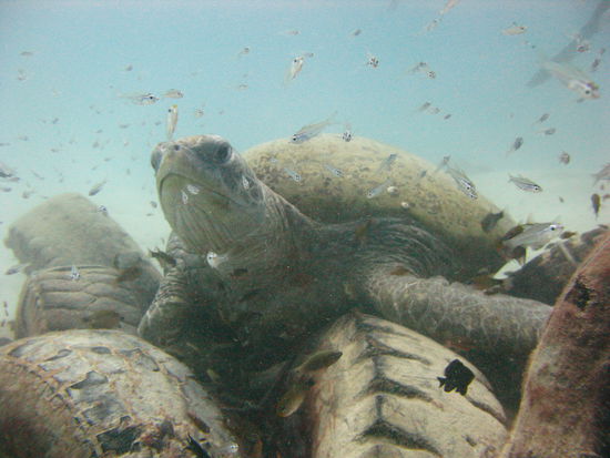 Eine riesige Schildkroete mit etwa 170 cm Laenge