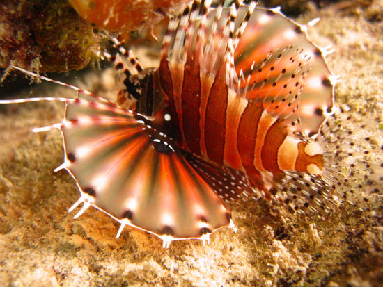 Bin ich nicht schoen?