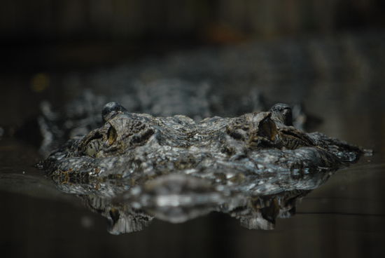 Ich bleib mal unter Wasser und warte auf die Taucher ... sonst werde ich noch zu einer Handtasche verarbeitet