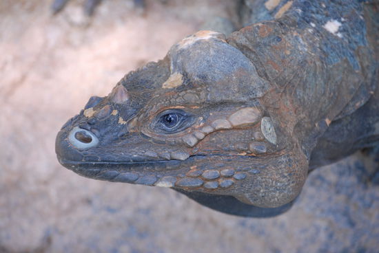 Nein, ich mag jetzt nichts zu essen ... der Schnabel bleibt zu