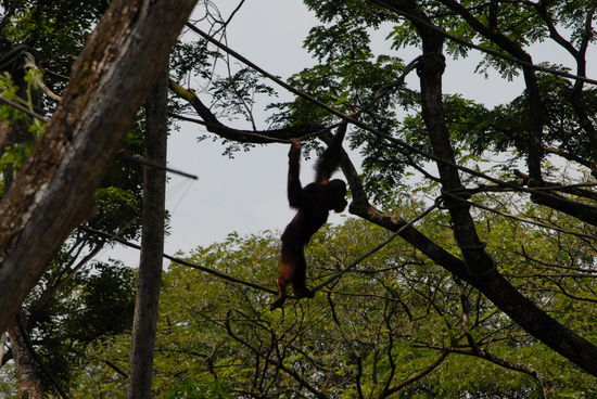 Na der macht das schon wesentlich eleganter als ich im Taman Negara auf dem Canopy Walkway