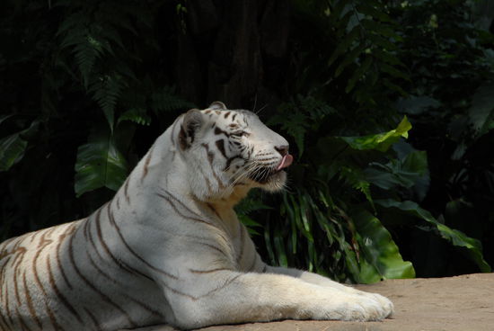 Diese kleinen Chinesen schmecken heute aber wieder vorzueglich