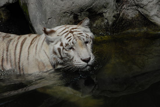 und nach dem Essen schoen die Schnauze putzen und etwas trinken