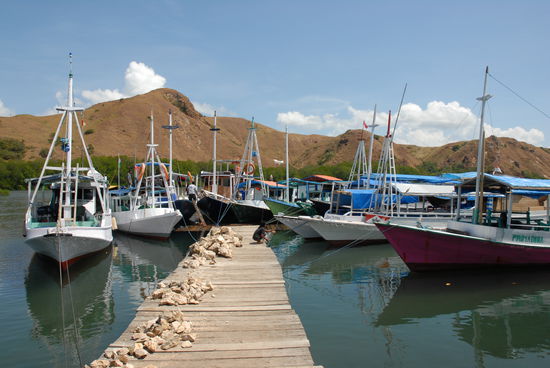Hoher Besuch bei den Komodowaranen