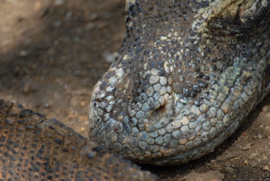 Ich seh dich nicht, aber riechen tu ich dich schon...