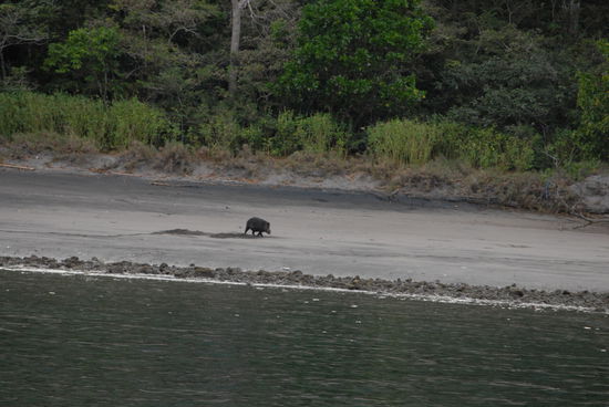 Da lebte die Sau noch ...