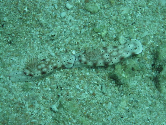 Ein Paar Nudibranches (Schnecken)