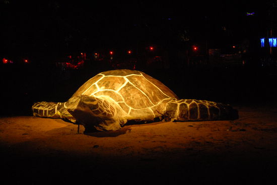 A Big Turtle