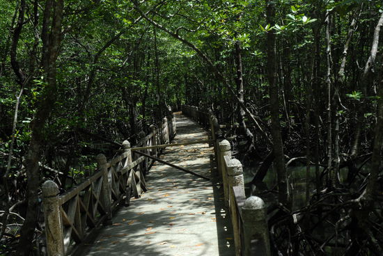 Der Mangrovenwald