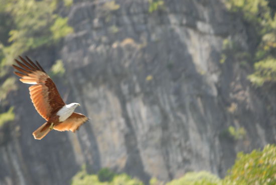 Mehrer Seeadler konnten wunderbar ...