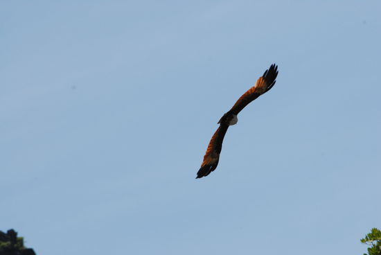 ... beim Fliegen ...