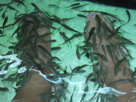 Die Dau-Fische beim Käsemenü