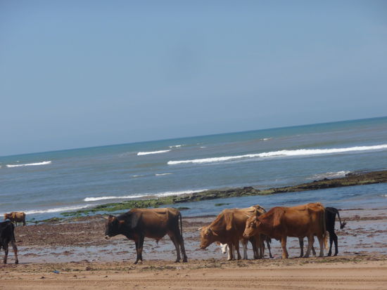 Vier andere GS am Strand