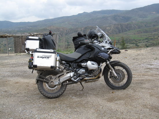 Alfs Kuh beim Grasen im Rifgebirge