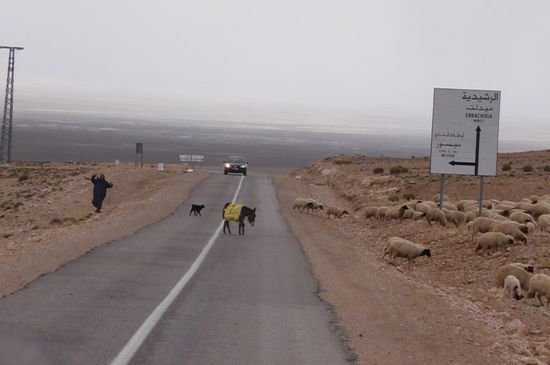 Hier gibt es andere Verkehrsteilnehmer als zuhause