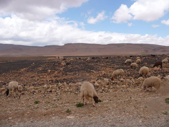 Im Atlasgebirge hatte es Schafherden ohne Ende