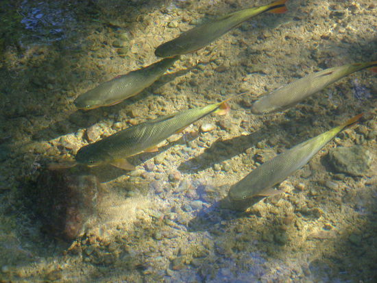 Sicht bis auf den Grund, und schön zu beobachten.