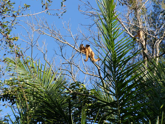 ... meist unter Beobachtung. Süß, solange sie auf dem Baum bleiben und uns nichts vom Frühstück klauen.